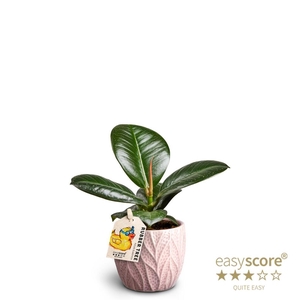 FICUS ELASTICA P7 SOFIA LEAF ROSA