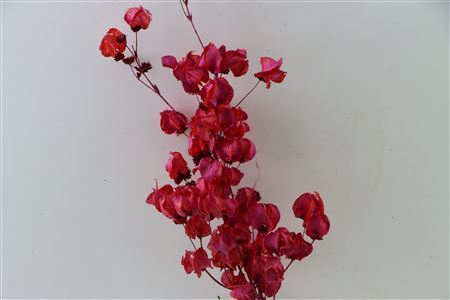 Dried Artz Bougainvillea Monet Bunch Slv