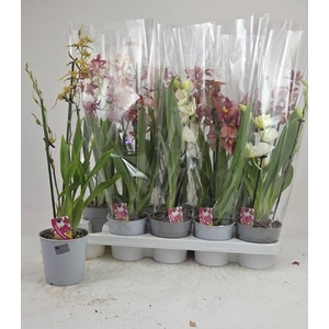 ORCHIDEEEN GEM