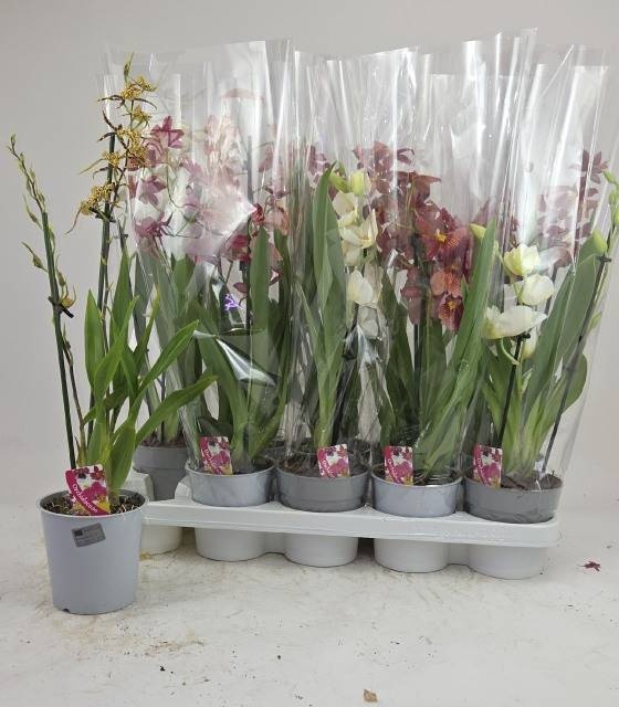 <h4>ORCHIDEEEN GEM</h4>