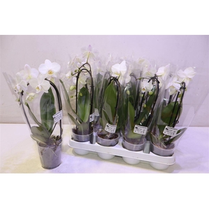 arr8 Phal Cascade White