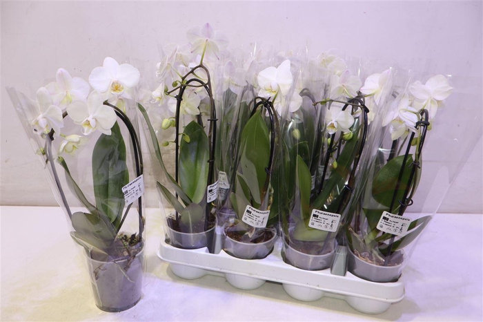 <h4>Phal Cascade White</h4>