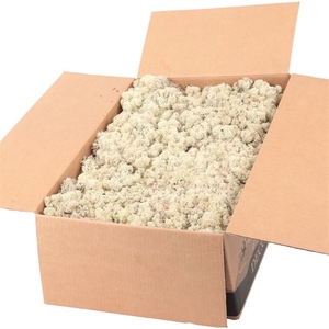 Ijslandmos (reindeer) Naturel