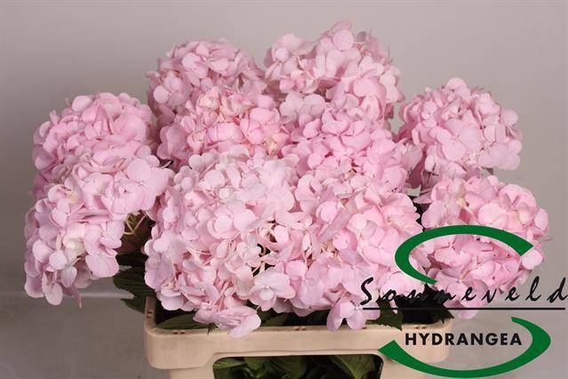 <h4>HYDR M PINKY</h4>