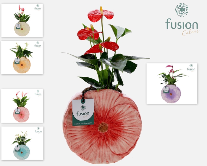 <h4>Keramiek Medium pot met Anthurium</h4>