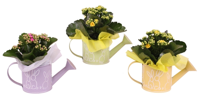 <h4>Easter Arr. Indoor Zinc Watering Can Bunny Relief ø21cm 1PP</h4>