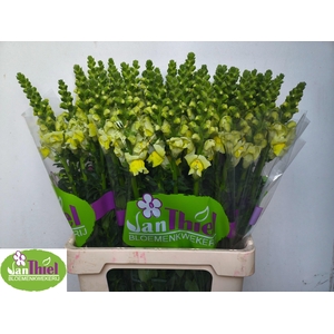 ANTIR ANTIBES YELLOW