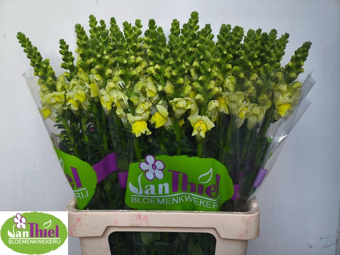 <h4>ANTIR ANTIBES YELLOW</h4>