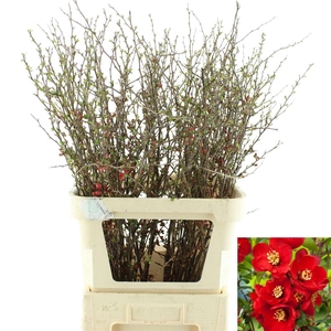 Chaenomeles Japonica Rood