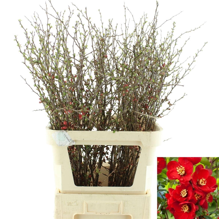 <h4>Chaenomeles Japonica Rood</h4>