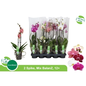 PHAL GEM