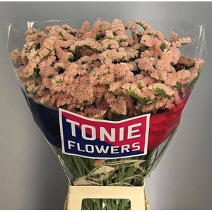 Lim S Sin Hon Aprico