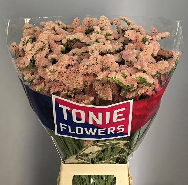 <h4>Lim S Sin Hon Aprico</h4>