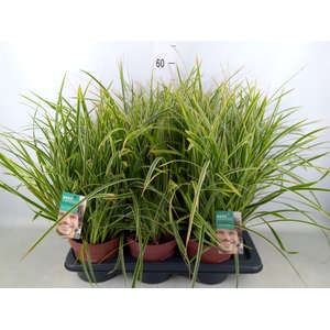 Carex morrowii 'Ice Dance'