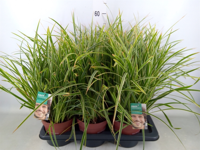 <h4>Carex morrowii 'Ice Dance'</h4>