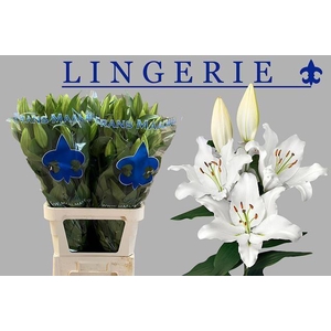 LI OR LINGERIE