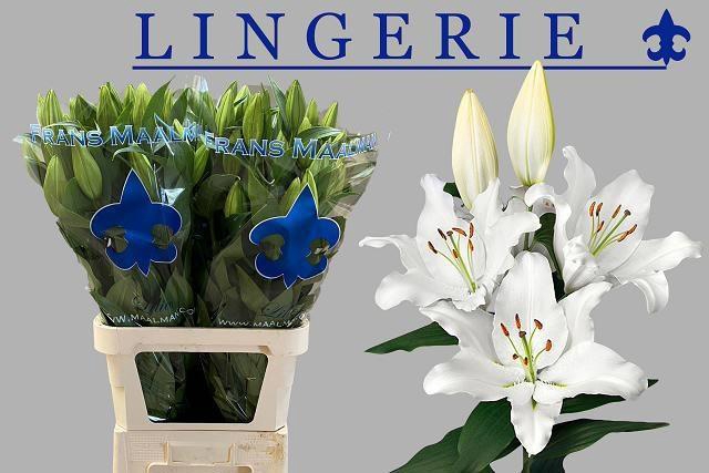 <h4>LI OR LINGERIE</h4>