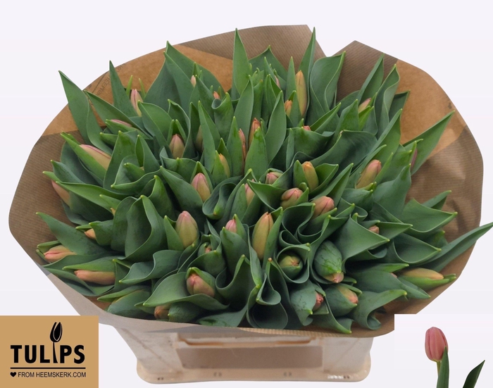 <h4>TU EN ACE PINK</h4>