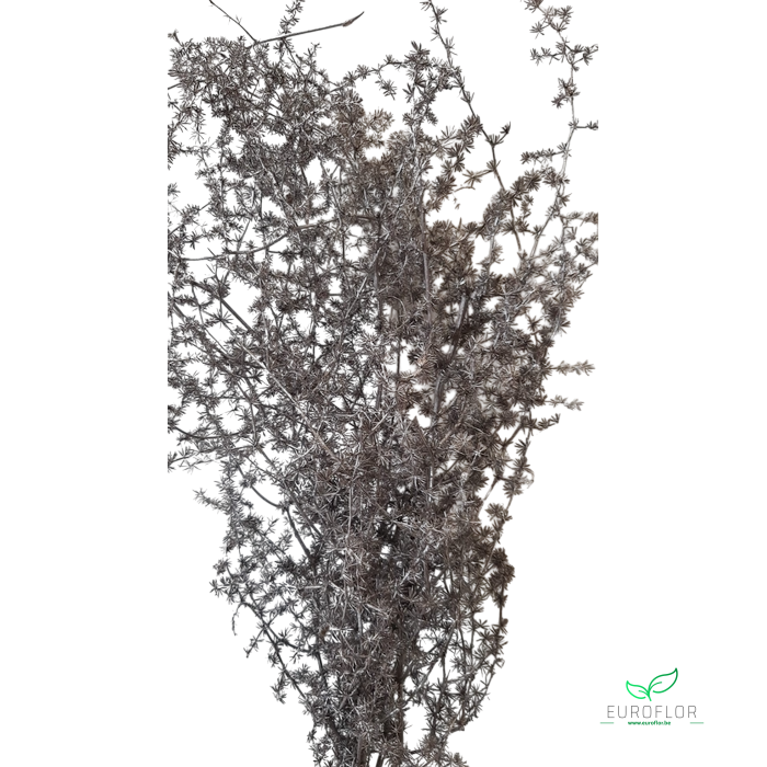 DRIED FLOWERS - ASPARAGUS 55CM CHAMPAGNE