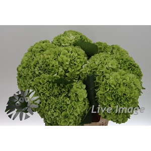 Hydrangea cannonball classic