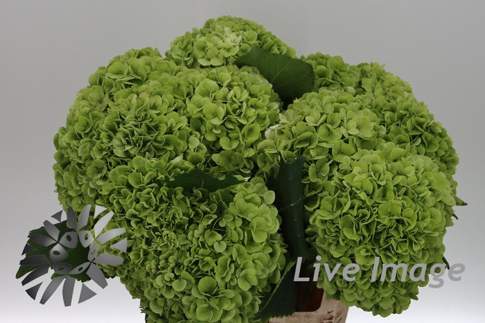 Hydrangea cannonball classic