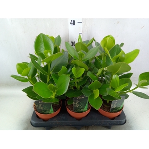 Clusia rosea 'Princess'