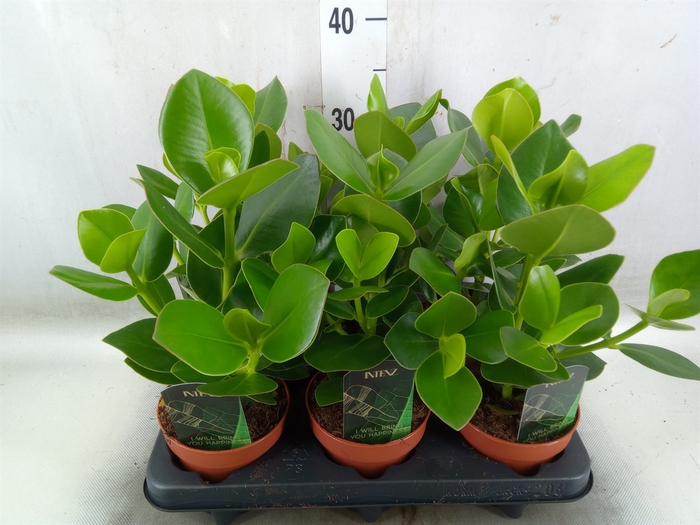 <h4>Clusia rosea 'Princess'</h4>