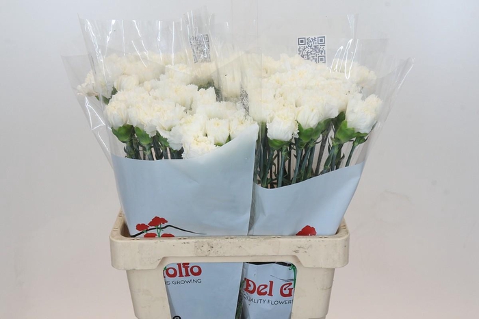 <h4>Dianthus St Holly</h4>