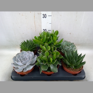 Succulents   ...mix 6