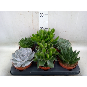 Succulents   ...mix 6