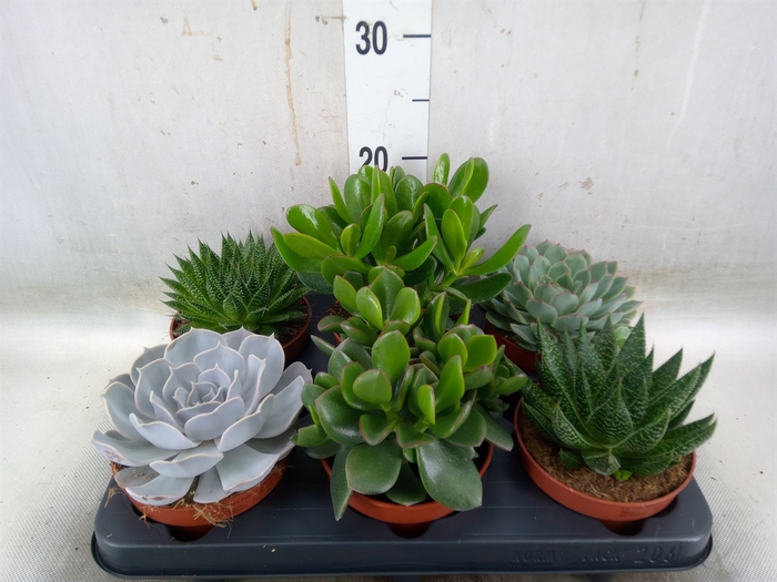 <h4>Succulents   ...mix 6</h4>