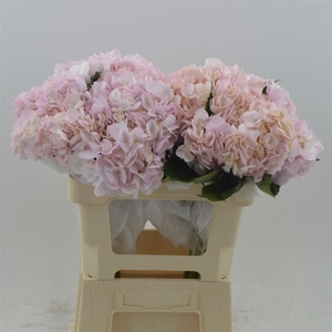 Hydrangea Pink