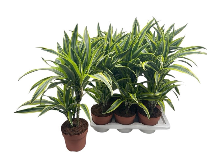 <h4>DRA DE LEMON LIME</h4>