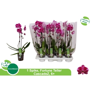 PHAL EL CASCADE