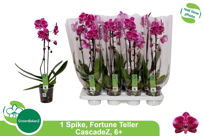 <h4>PHAL EL CASCADE</h4>