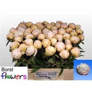 Paeonia Lactiflora Grp 'Dynasty'