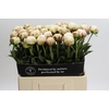 Paeonia Odile