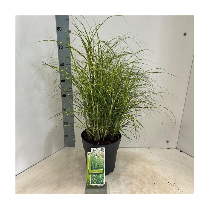 <h4>Miscanthus sin. 'Little Zebra'</h4>