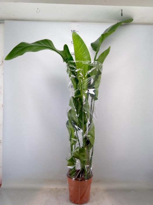 <h4>Strelitzia nicolai</h4>