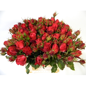 R TR CHERRY ANTIK SF
