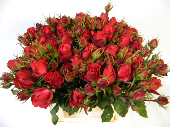 <h4>R TR CHERRY ANTIK SF</h4>