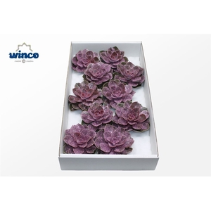 Echeveria Neurenberg Glitter Pink Cutflower Wincx-