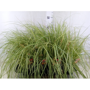 Carex hachijoensis 'Evergold'
