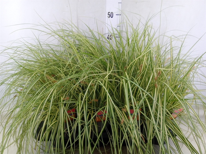 <h4>Carex hachijoensis 'Evergold'</h4>