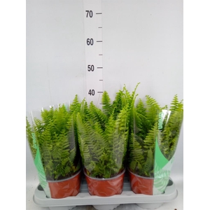 Nephrolepis exal. 'Green Moment'