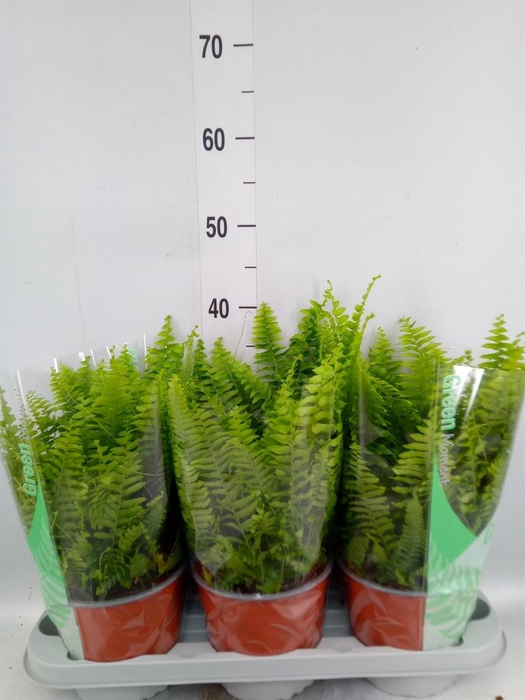 <h4>Nephrolepis exal. 'Green Moment'</h4>
