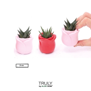 TRULY Succulent, Rose mini