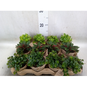 Arr.   Kamerplant Groen L%