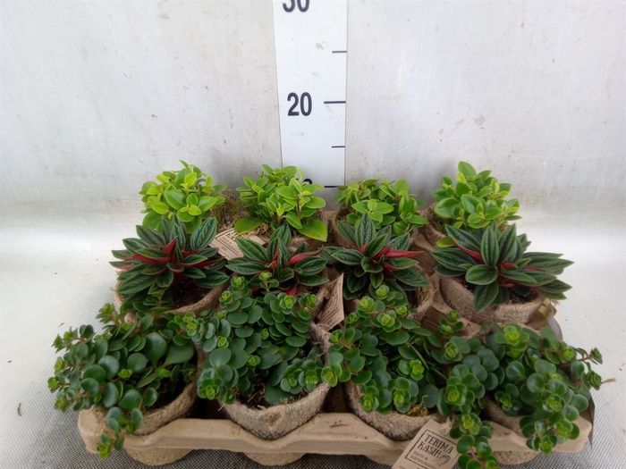<h4>Arr.   Kamerplant Groen L%</h4>