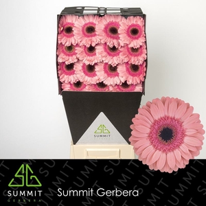 Gerbera Debut Diamond